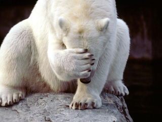 Sfondi Shamed Polar Bear 320x240