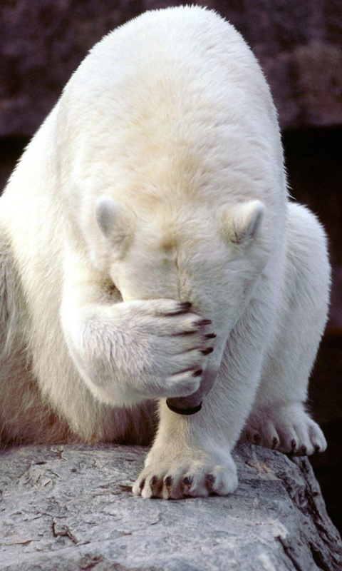 Fondo de pantalla Shamed Polar Bear 480x800