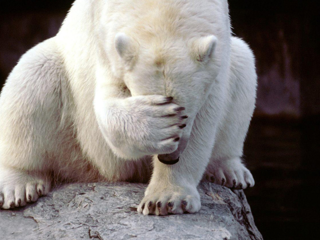 Sfondi Shamed Polar Bear 640x480