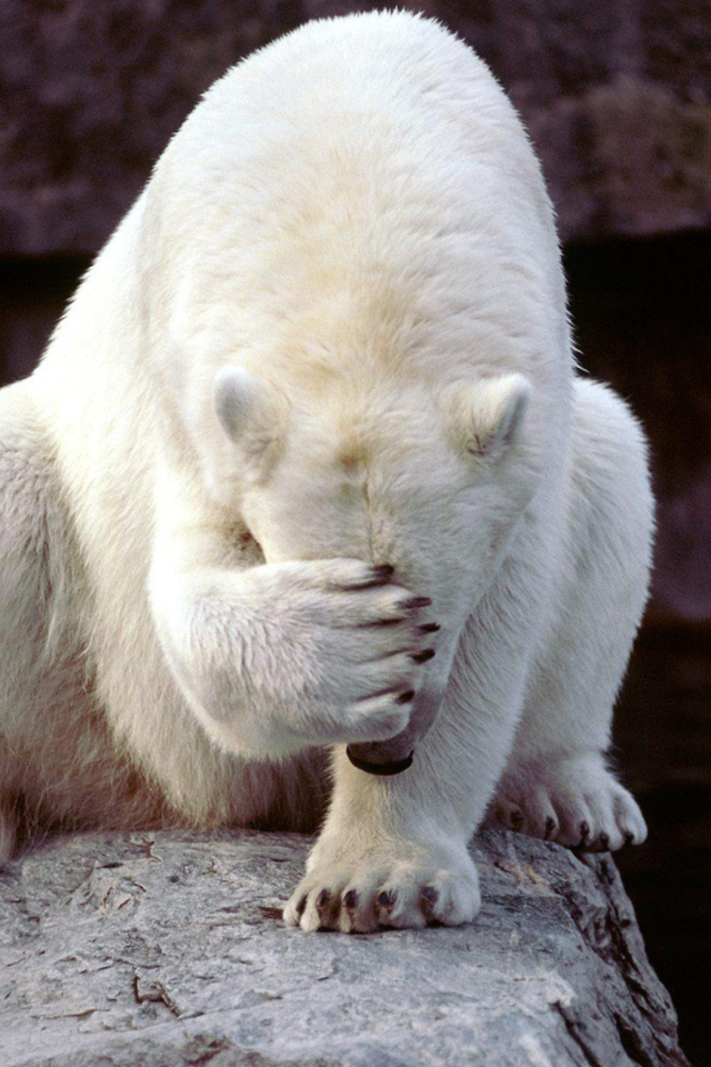 Fondo de pantalla Shamed Polar Bear 640x960