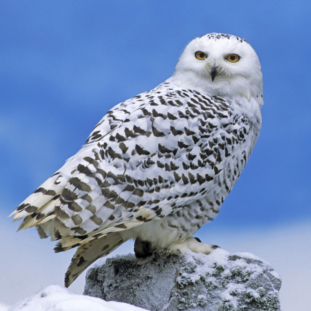 Обои Snowy owl from Arctic 1024x1024