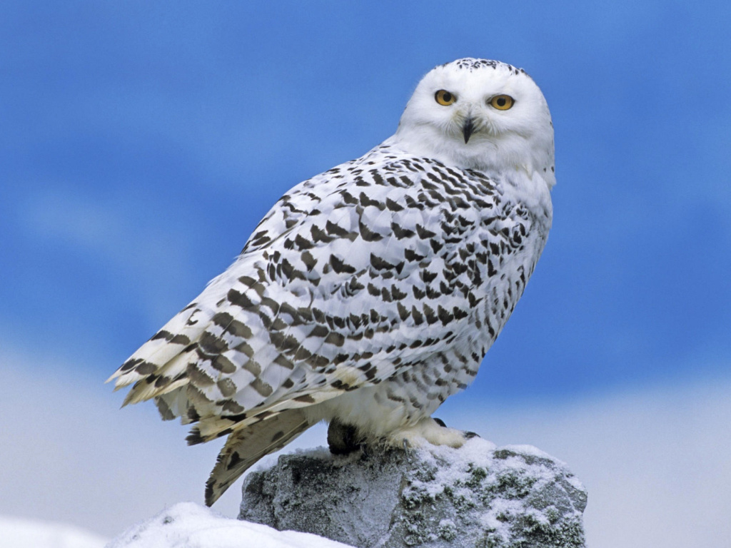 Snowy owl from Arctic wallpaper 1024x768