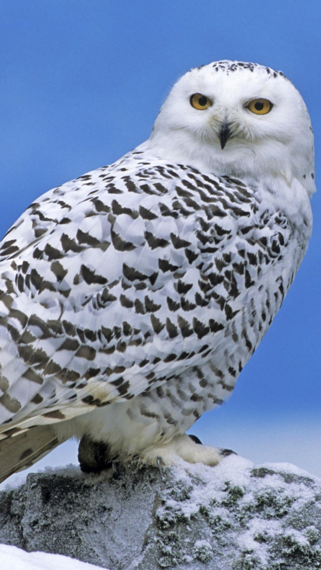 Snowy owl from Arctic wallpaper 1080x1920