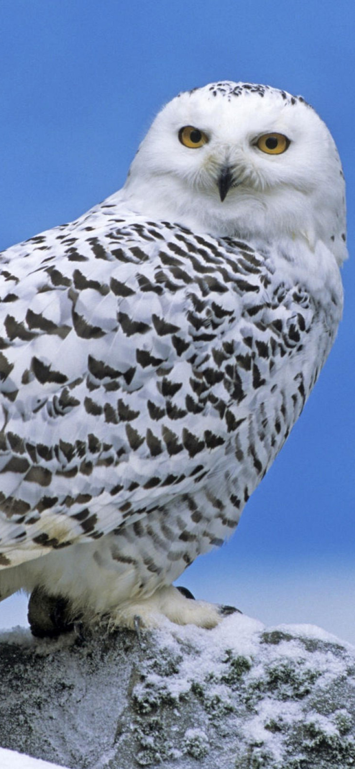 Snowy owl from Arctic wallpaper 1170x2532