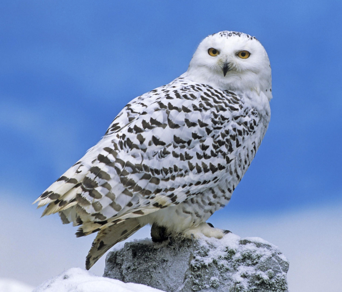 Обои Snowy owl from Arctic 1200x1024