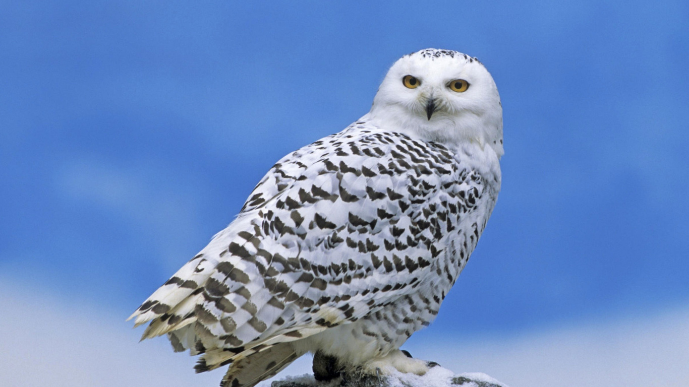 Sfondi Snowy owl from Arctic 1366x768