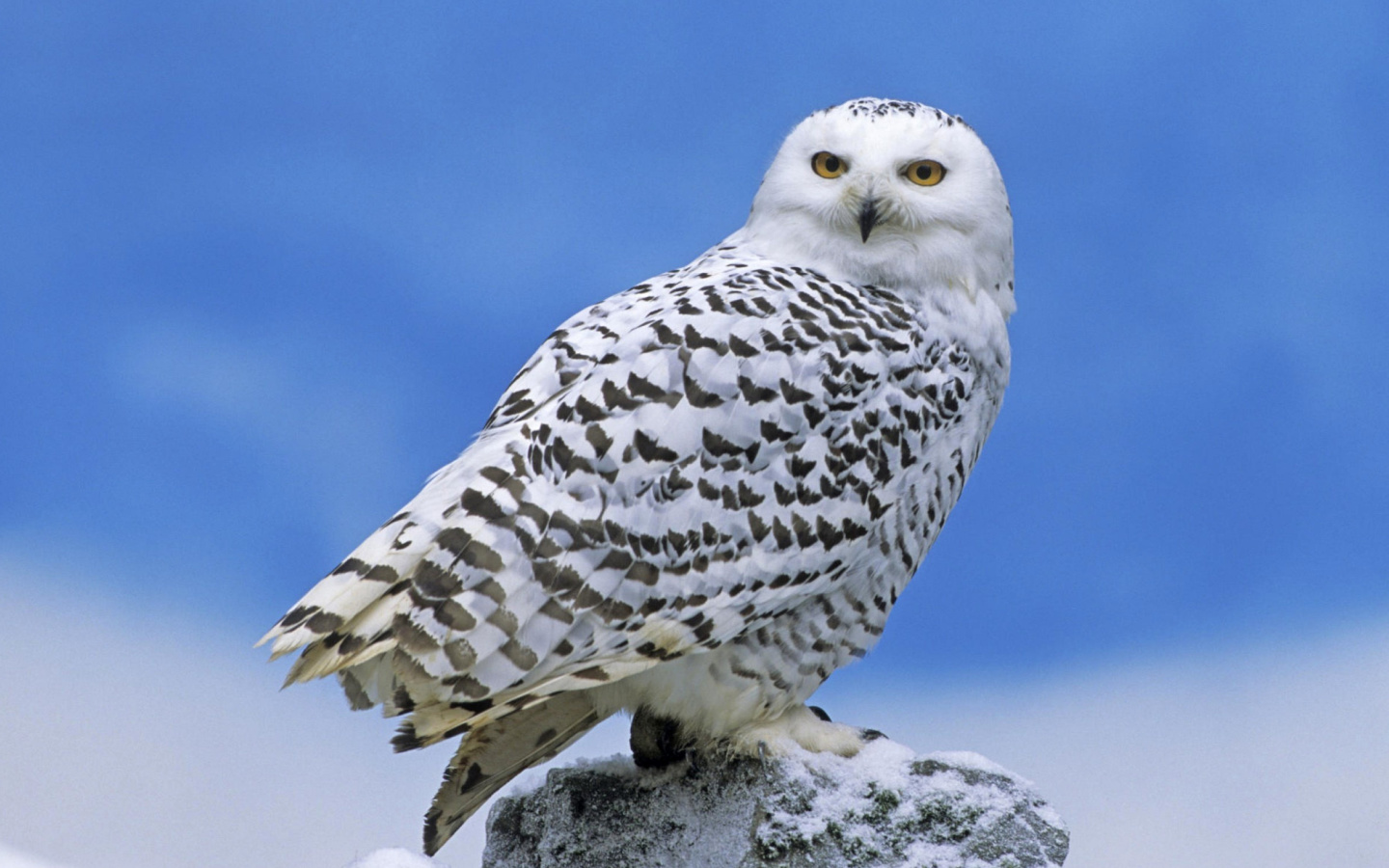 Screenshot №1 pro téma Snowy owl from Arctic 1440x900