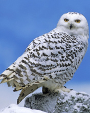 Snowy owl from Arctic wallpaper 176x220