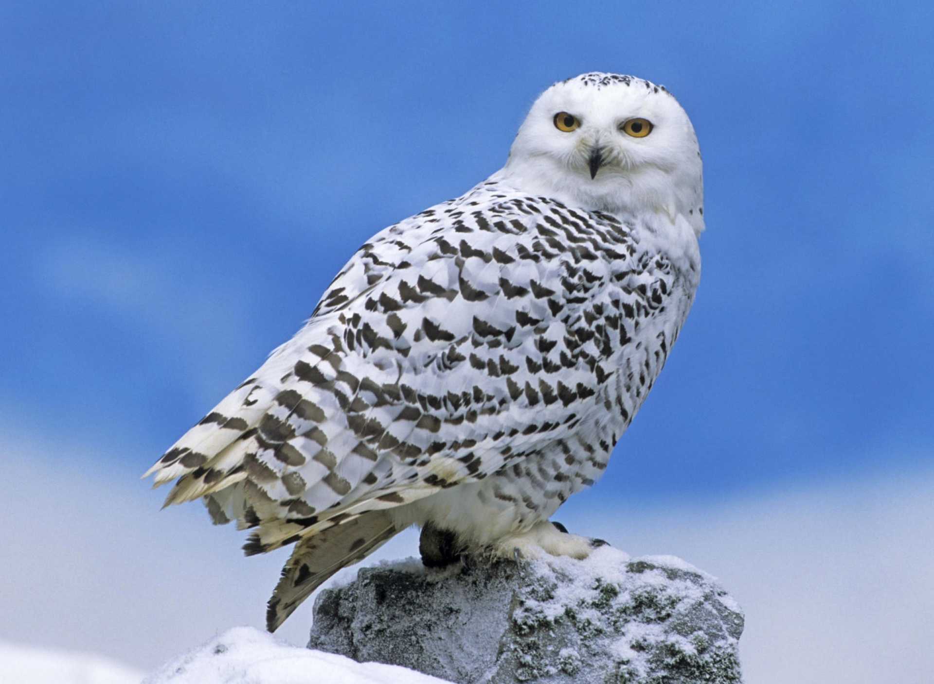 Обои Snowy owl from Arctic 1920x1408