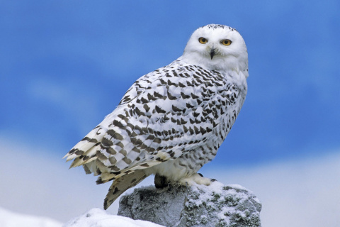 Screenshot №1 pro téma Snowy owl from Arctic 480x320