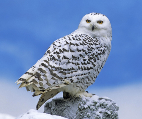 Обои Snowy owl from Arctic 480x400