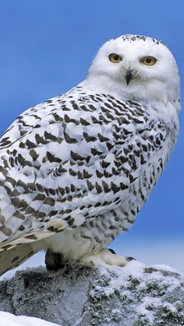 Обои Snowy owl from Arctic 640x1136
