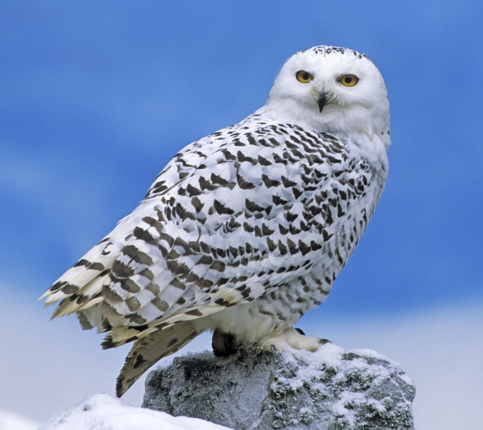 Snowy owl from Arctic wallpaper 960x854