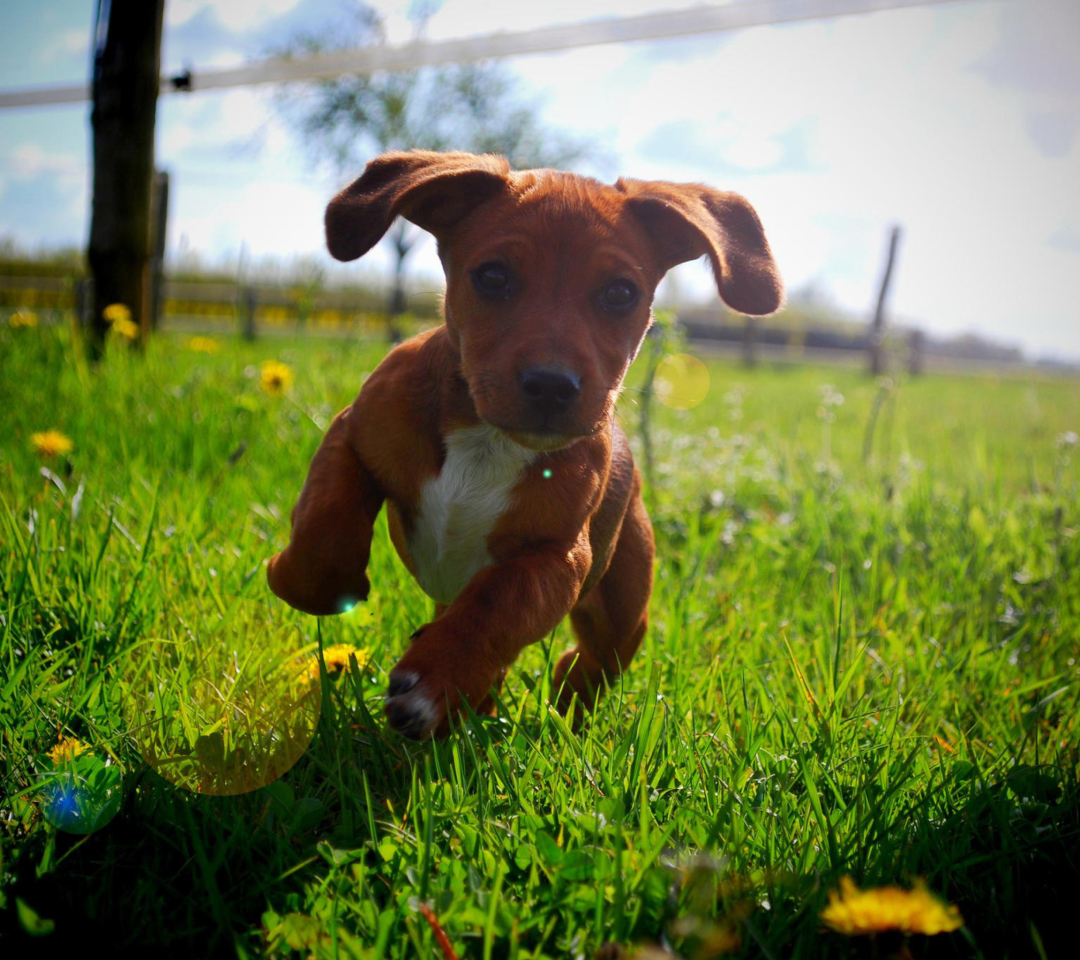 Das Puppy Happy Summer Run Wallpaper 1080x960