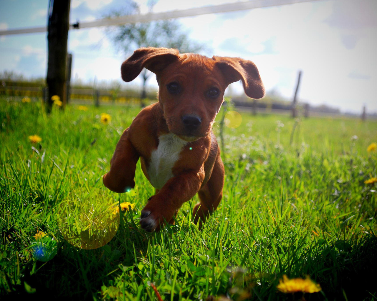 Screenshot №1 pro téma Puppy Happy Summer Run 1280x1024