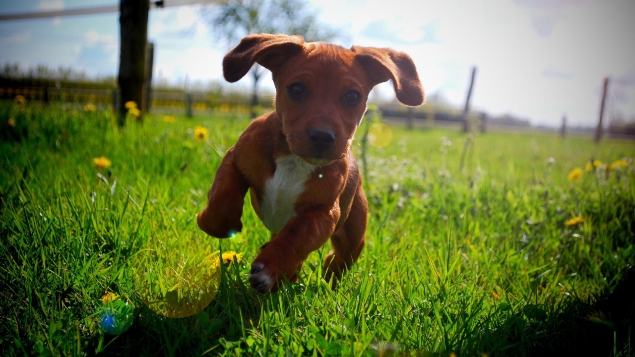 Das Puppy Happy Summer Run Wallpaper 1280x720