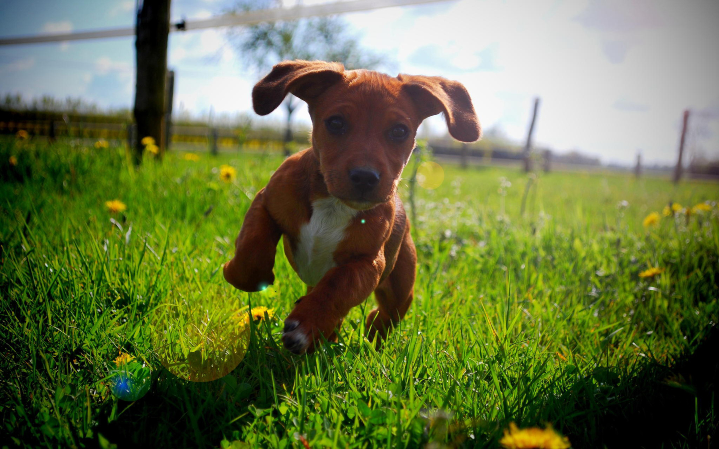 Fondo de pantalla Puppy Happy Summer Run 1440x900
