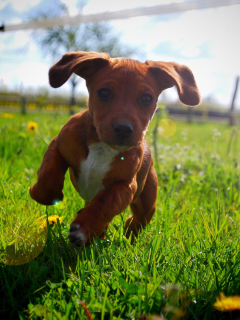 Обои Puppy Happy Summer Run 240x320