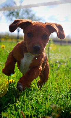 Das Puppy Happy Summer Run Wallpaper 240x400
