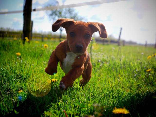 Puppy Happy Summer Run wallpaper 640x480