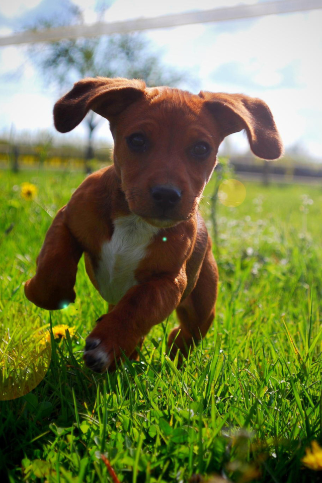 Das Puppy Happy Summer Run Wallpaper 640x960
