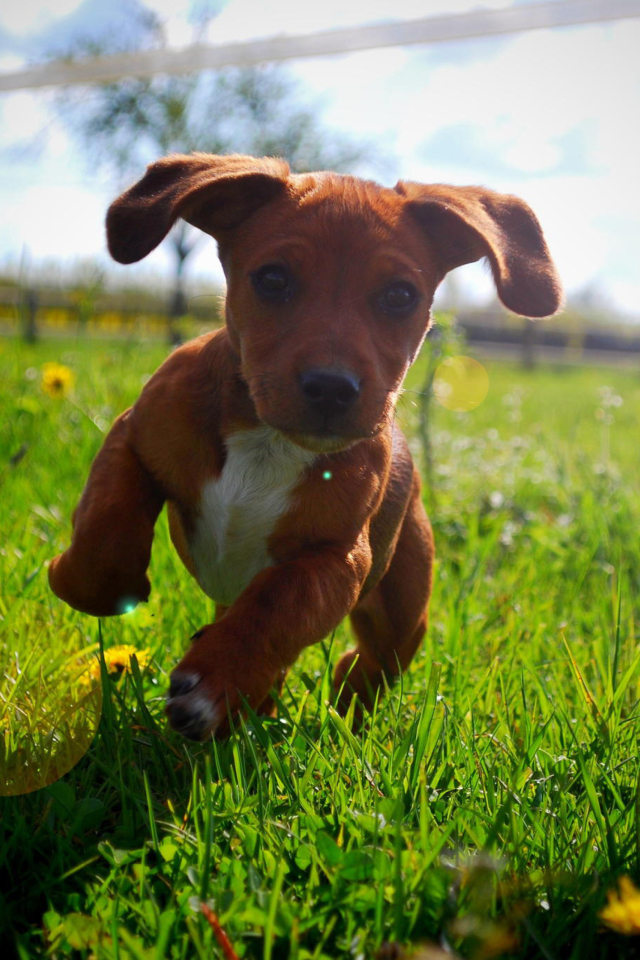 Обои Puppy Happy Summer Run 640x960