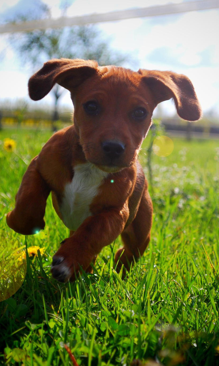 Das Puppy Happy Summer Run Wallpaper 768x1280