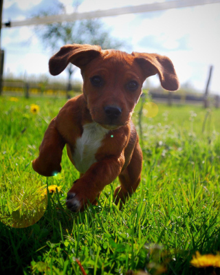 Kostenloses Puppy Happy Summer Run Wallpaper für iPhone 6 Plus