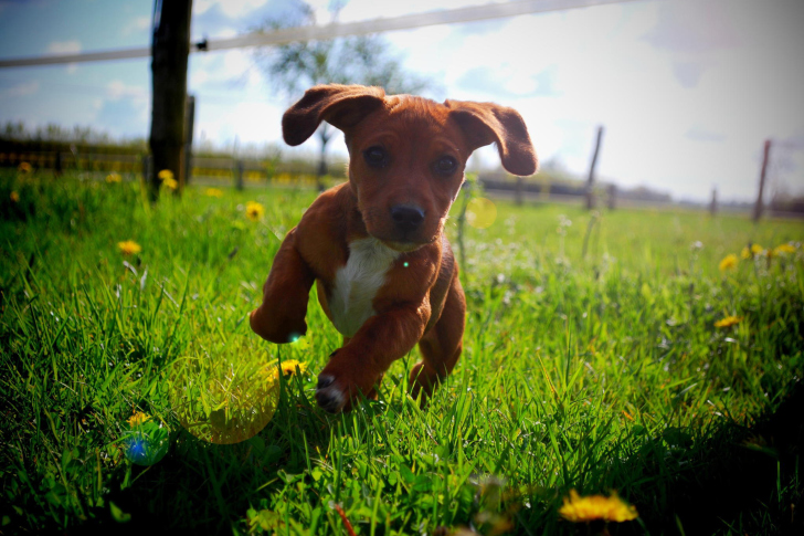 Обои Puppy Happy Summer Run