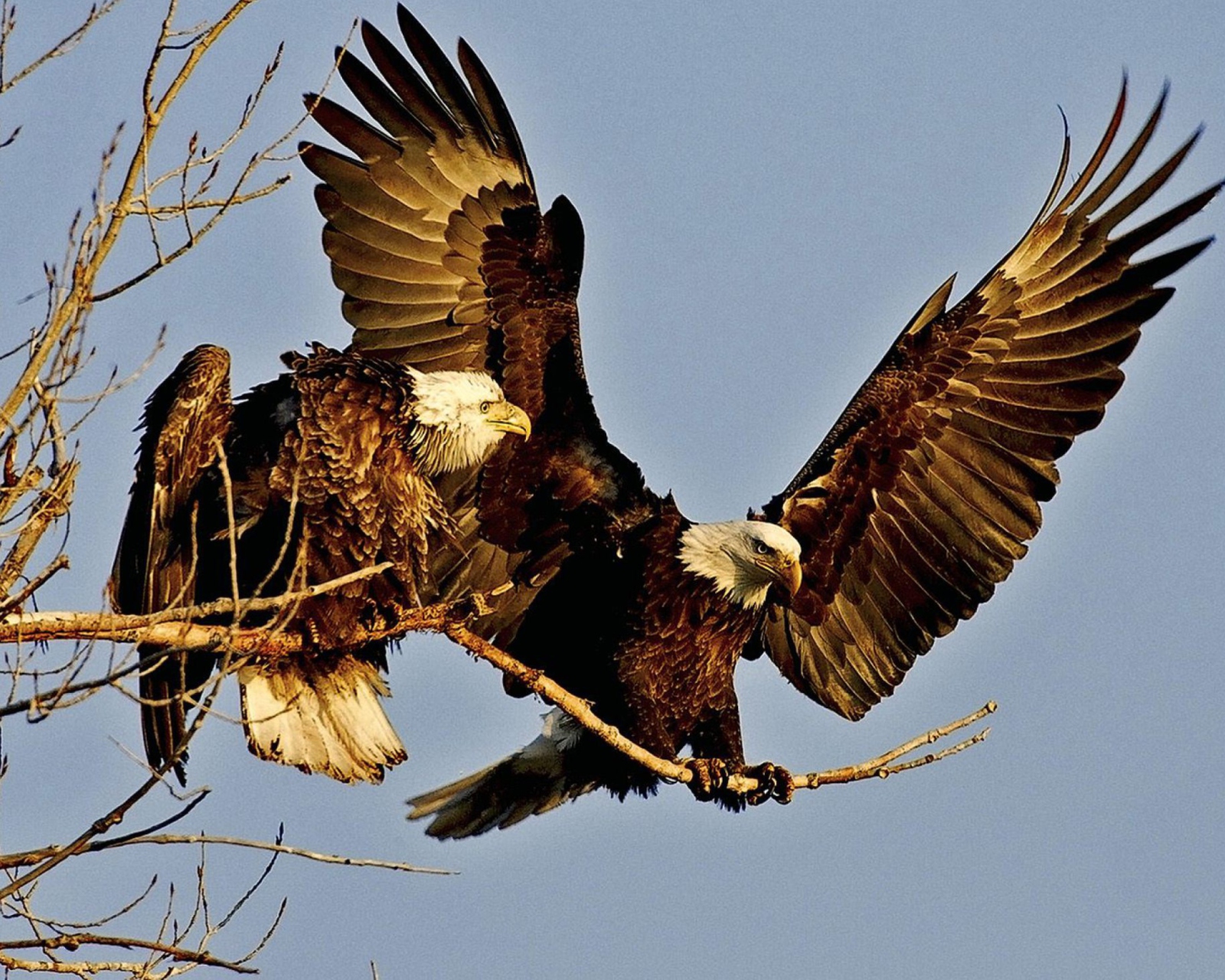 Bird Of Prey With Hooked Beak wallpaper 1600x1280