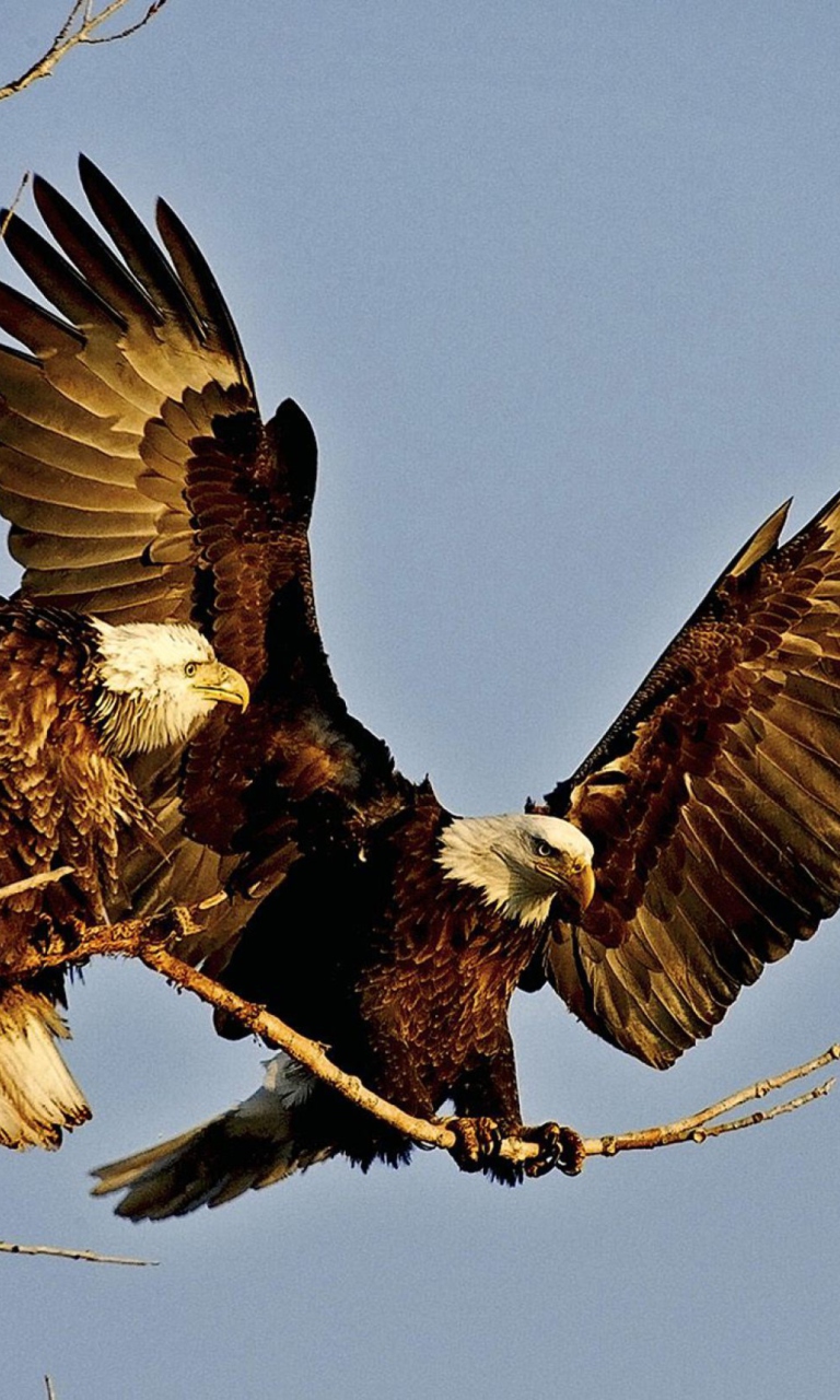 Bird Of Prey With Hooked Beak wallpaper 768x1280