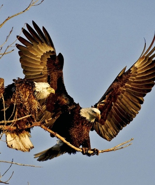 Bird Of Prey With Hooked Beak - Obrázkek zdarma pro 240x320