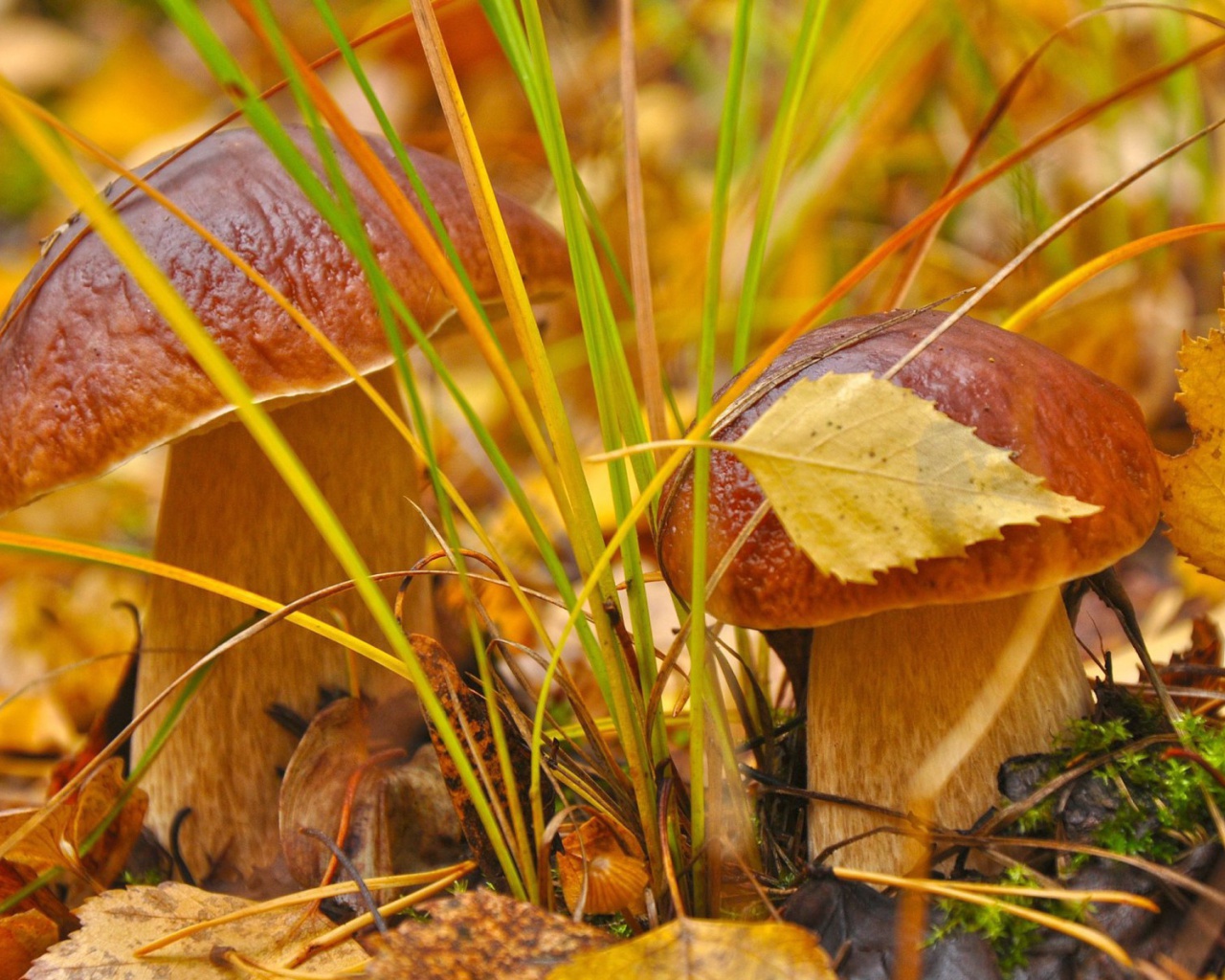 Das Autumn Mushrooms with Yellow Leaves Wallpaper 1280x1024
