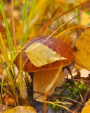 Das Autumn Mushrooms with Yellow Leaves Wallpaper 128x160