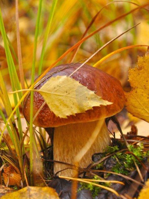 Das Autumn Mushrooms with Yellow Leaves Wallpaper 480x640