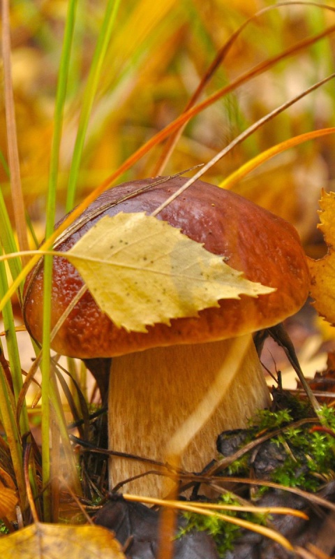 Обои Autumn Mushrooms with Yellow Leaves 480x800