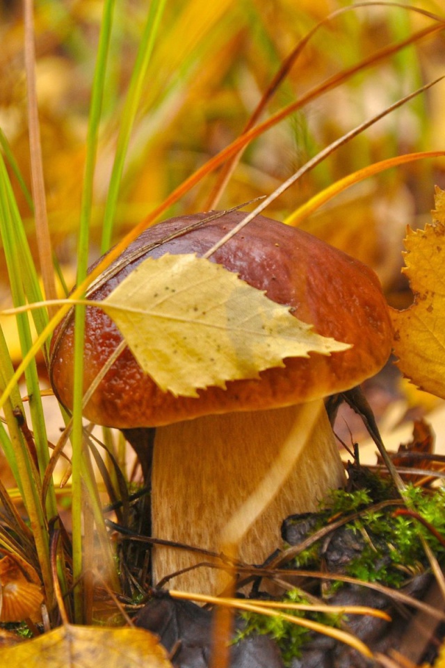 Das Autumn Mushrooms with Yellow Leaves Wallpaper 640x960