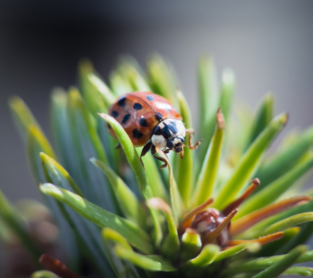 Sfondi Ladybug 1080x960