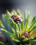 Sfondi Ladybug 128x160