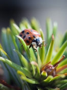 Fondo de pantalla Ladybug 132x176