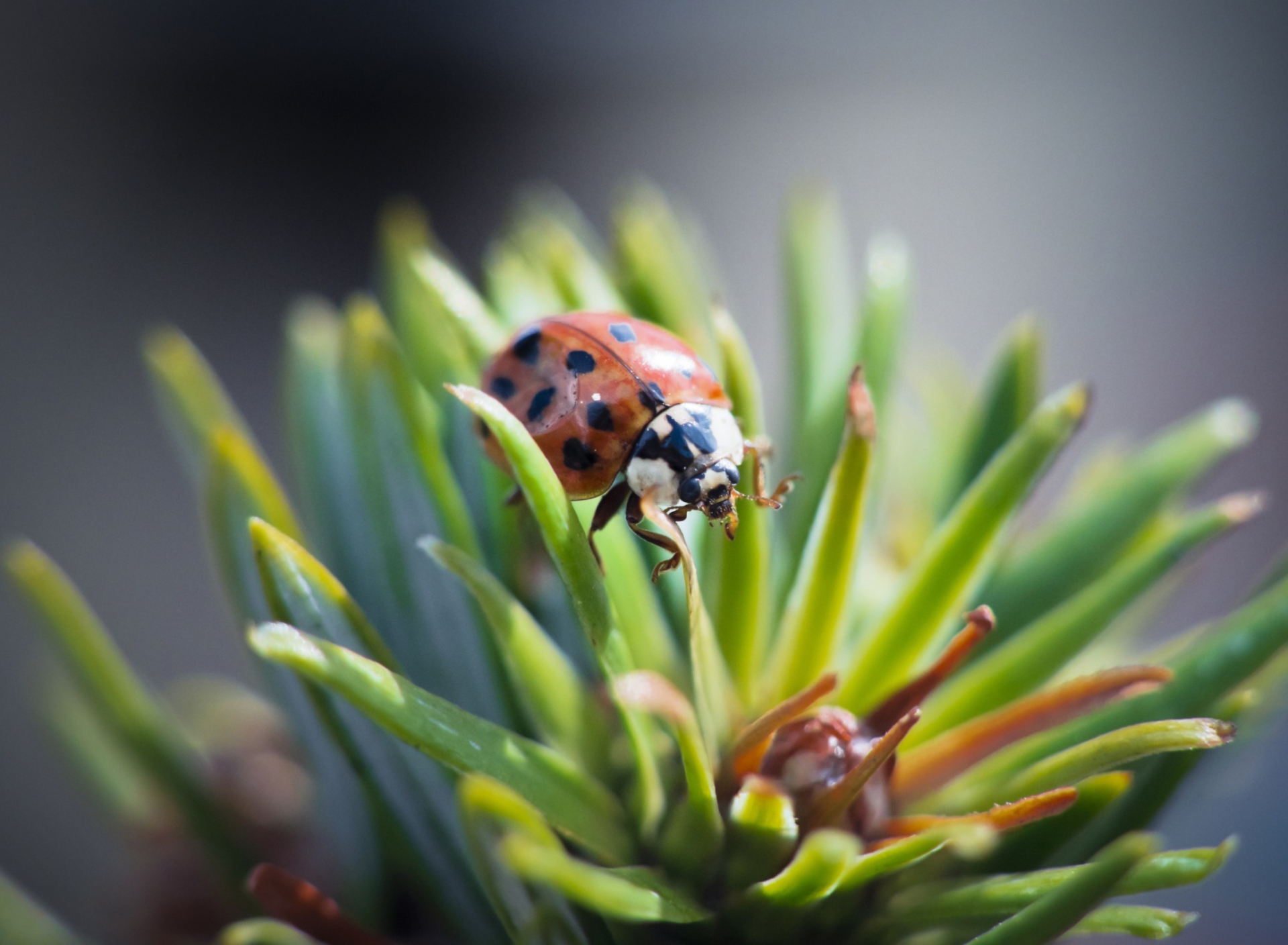 Ladybug screenshot #1 1920x1408