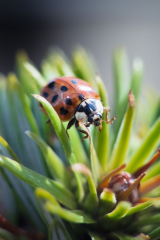 Ladybug wallpaper 320x480