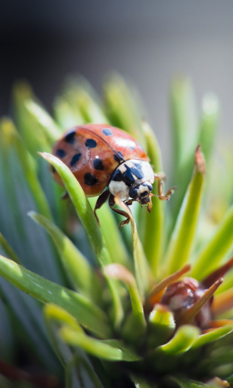 Ladybug wallpaper 768x1280