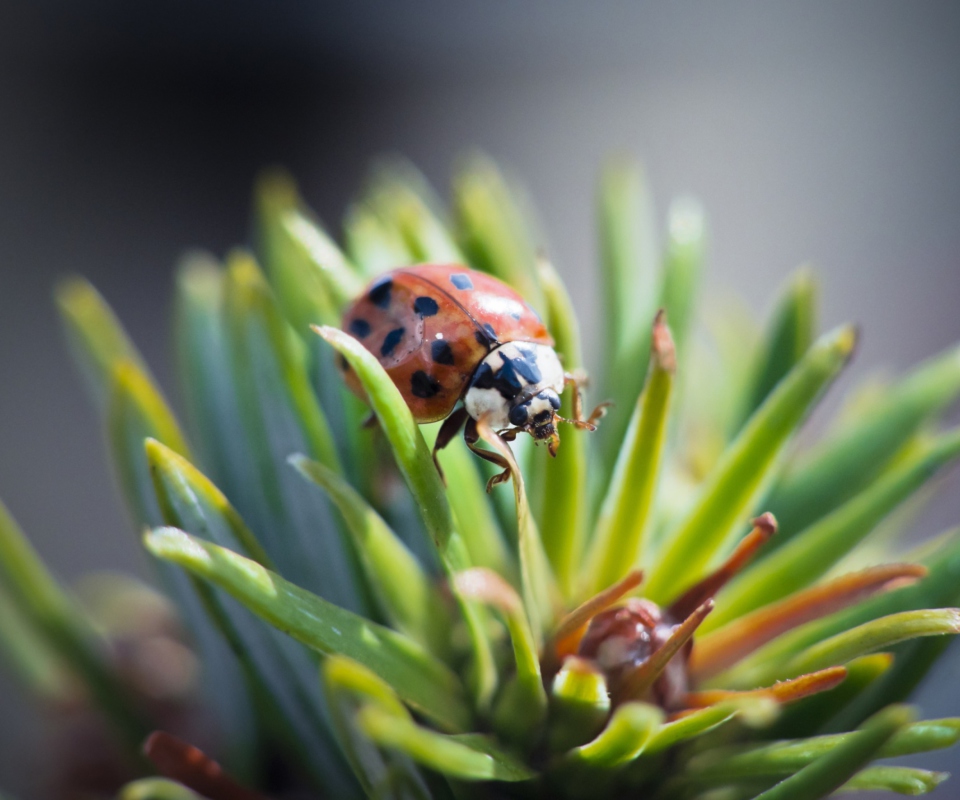 Ladybug screenshot #1 960x800