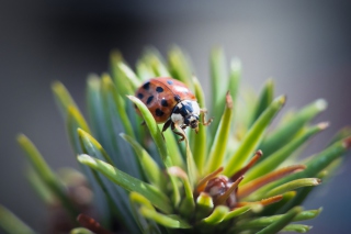 Ladybug Background for Android, iPhone and iPad
