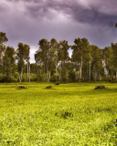 Fondo de pantalla Birch Forest 128x160