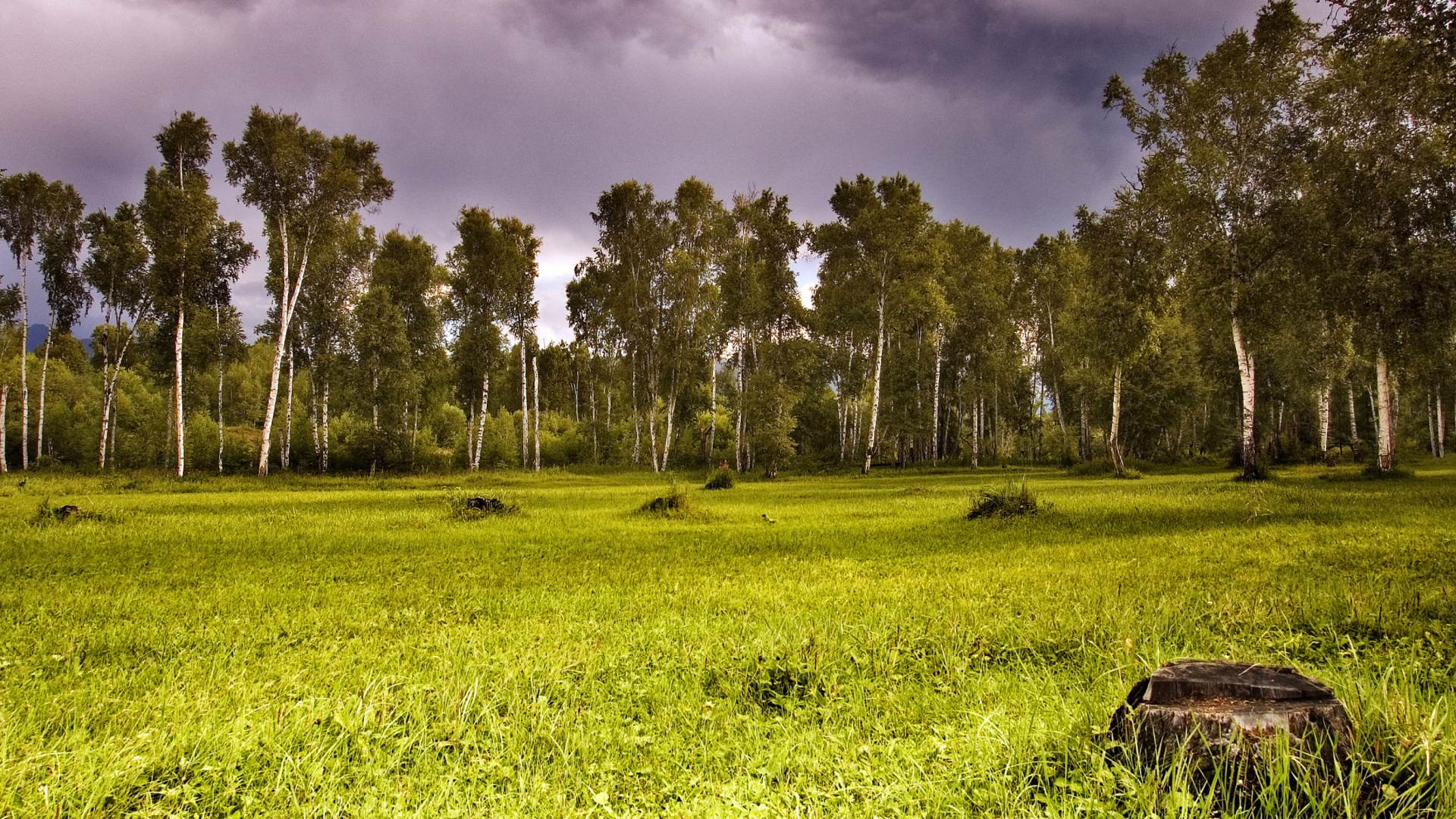 Sfondi Birch Forest 1920x1080