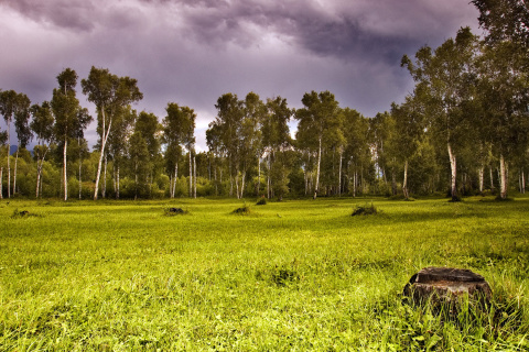 Fondo de pantalla Birch Forest 480x320