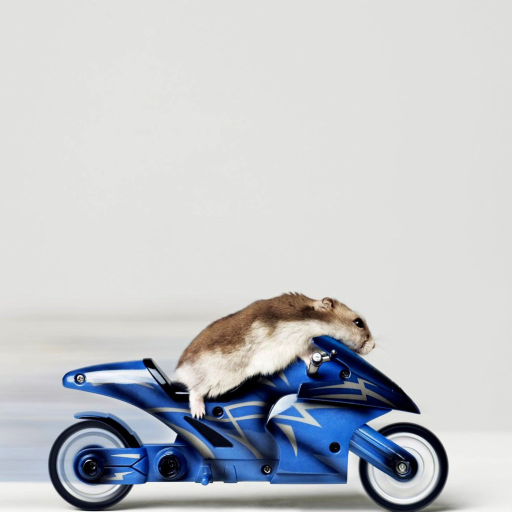 Sfondi Mouse On Bike 1024x1024