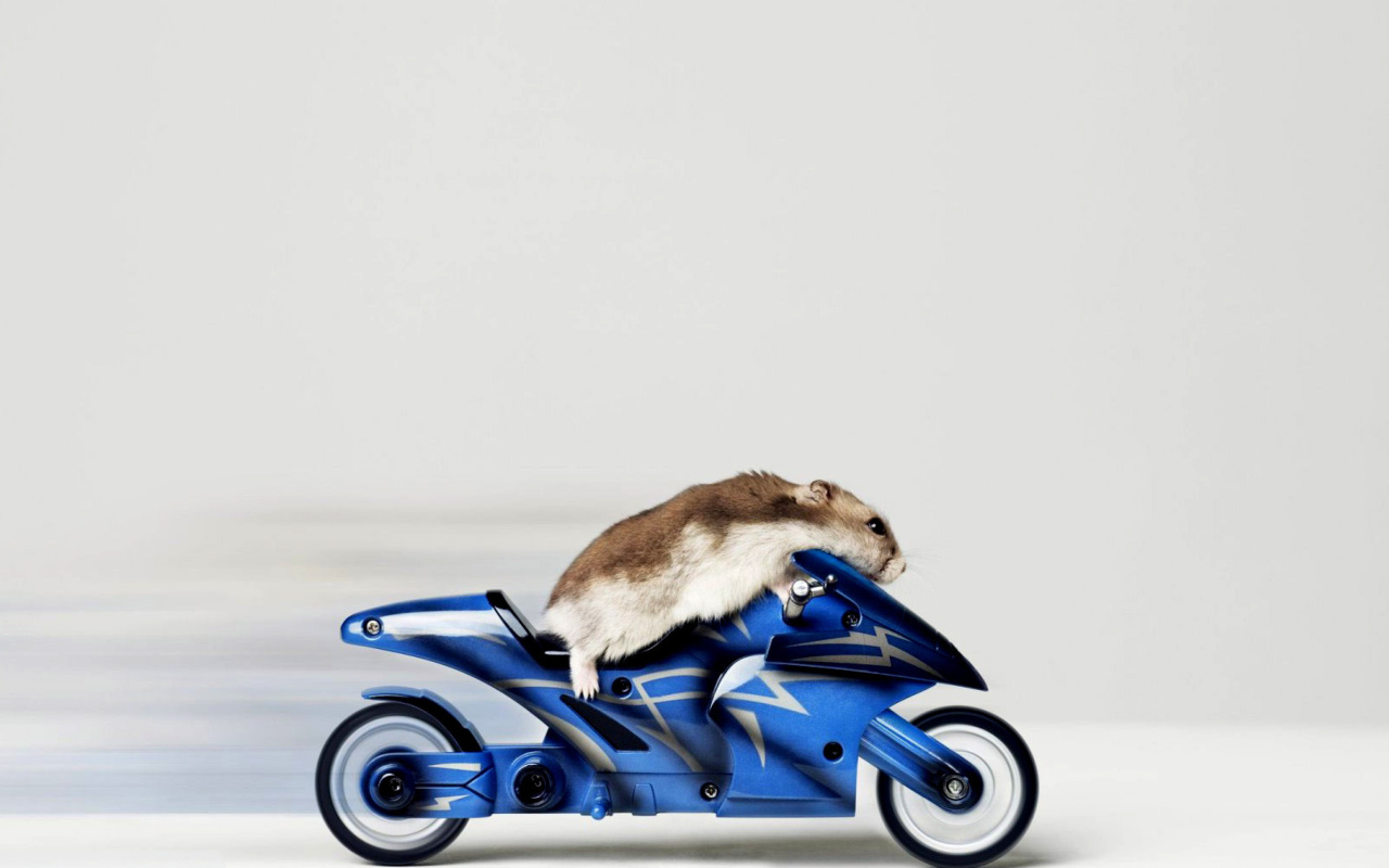 Mouse On Bike wallpaper 1280x800